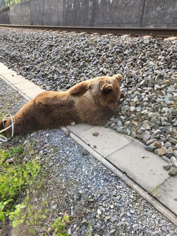 Zug erfasste Braunbär in Salzburg: Erste Details zu Todesursache