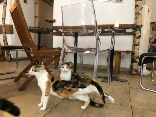 Katzencafé "Neko" als Selbstbedienungscafé wiedereröffnet