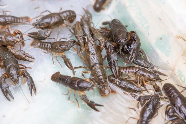 Mehrere Flusskrebse liegen in einer flachen Wasserwanne.