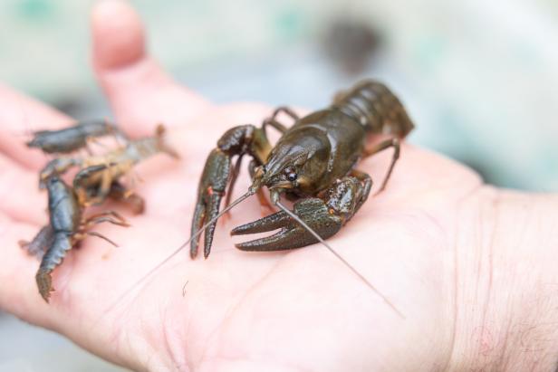 Ein Mann hält mehrere Krebse in seiner Hand.