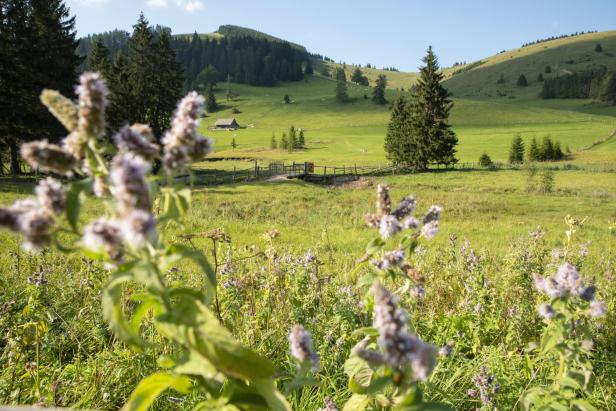 Reisen & Speisen in der Oststeiermark:  Ein geniales Erlebnis-Menü in 6 Gängen