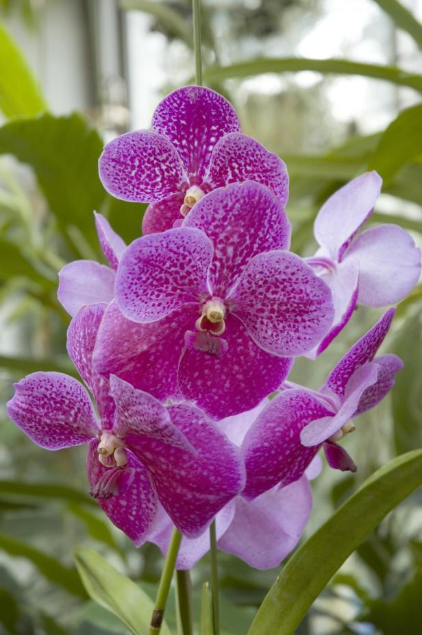 Eine Vanda-Orchidee mit pinkfarbenen Blüten und dunklen Punkten.