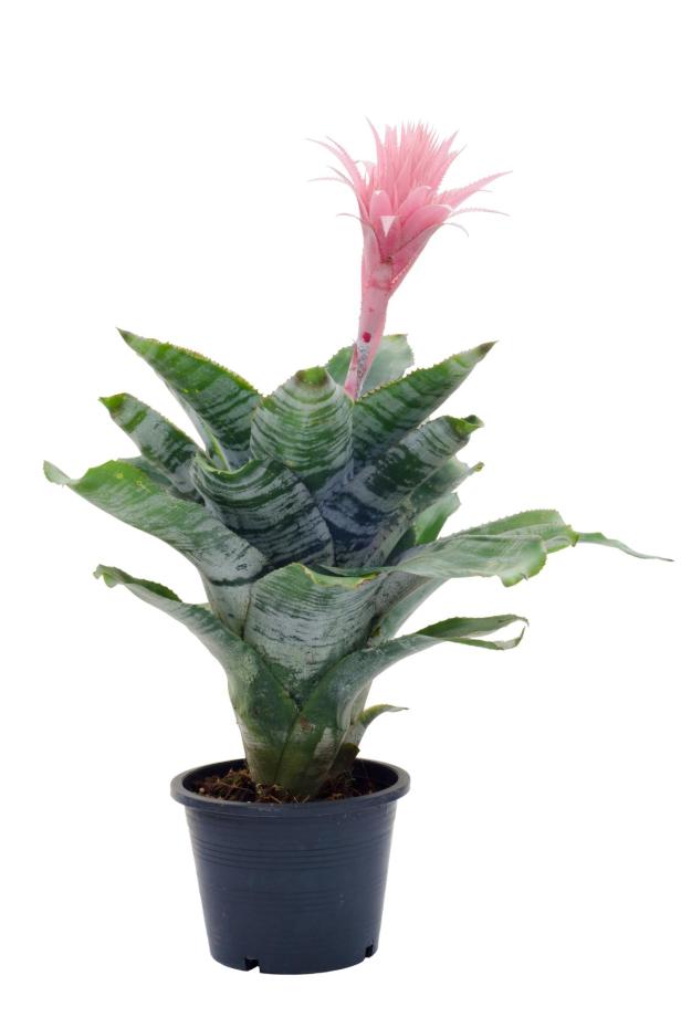 Eine Bromelie mit einer rosa Blüte in einem schwarzen Topf.