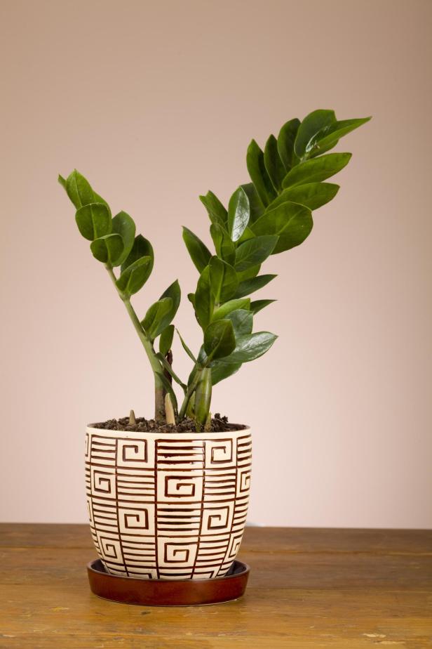 Eine Zamioculcas-Zamiifolia-Pflanze in einem Topf mit geometrischem Muster.