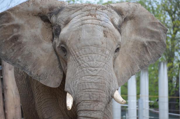 Elefant Abu kehrt nach Schönbrunn zurück
