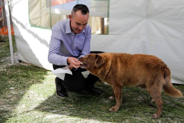 Bobi, der älteste Hund der Welt feiert seinen 31. Geburtstag