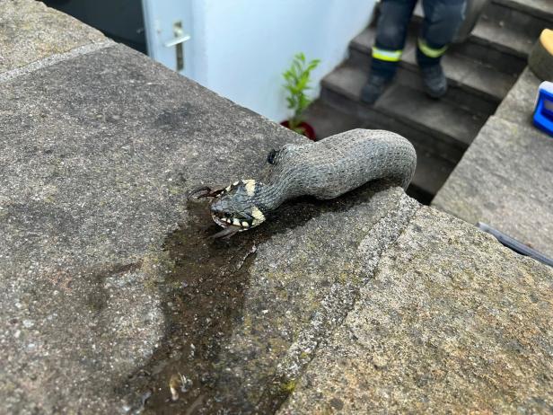 Während Schlange einen Frosch verspeiste, wurde die Feuerwehr alarmiert