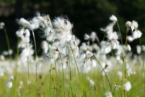 Wollgras wächst auf einer grünen Wiese.