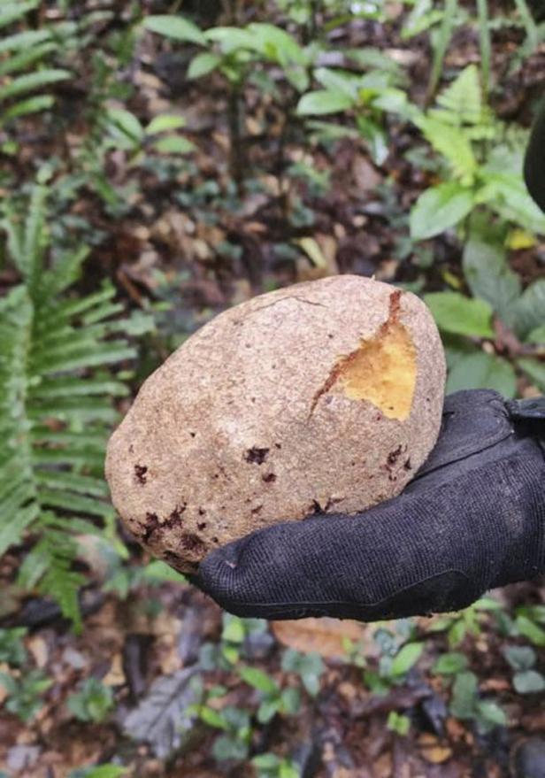 Weitere Spuren bei Suche nach Kindern im kolumbianischen Dschungel