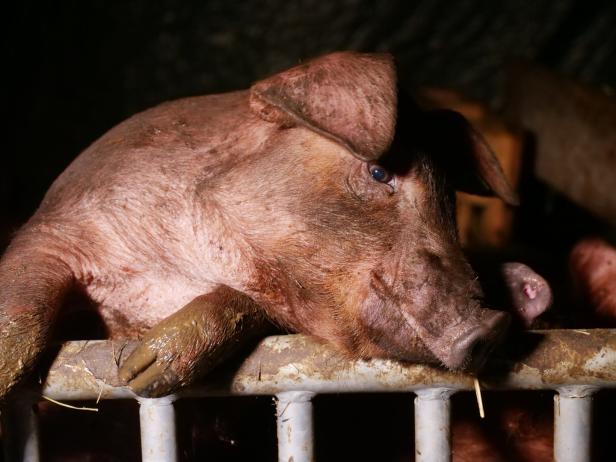 Tierschützer prangern Zustände in Schweinestall an