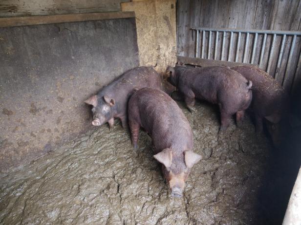 Tierschützer prangern Zustände in Schweinestall an