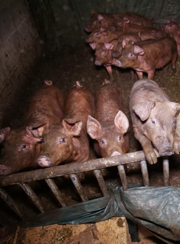 Tierschützer prangern Zustände in Schweinestall an