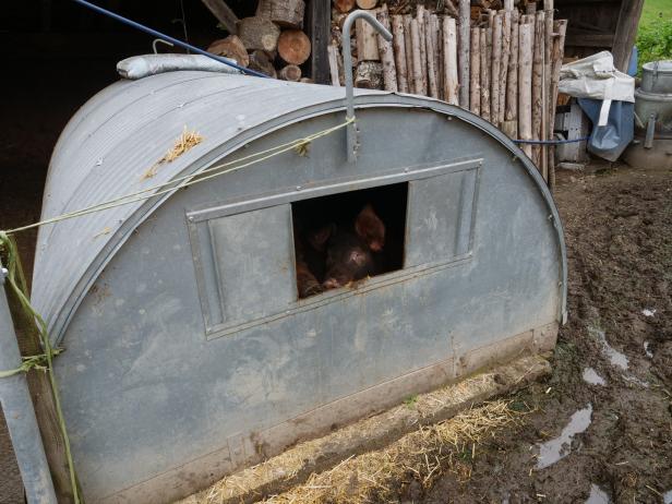 Tierschützer prangern Zustände in Schweinestall an