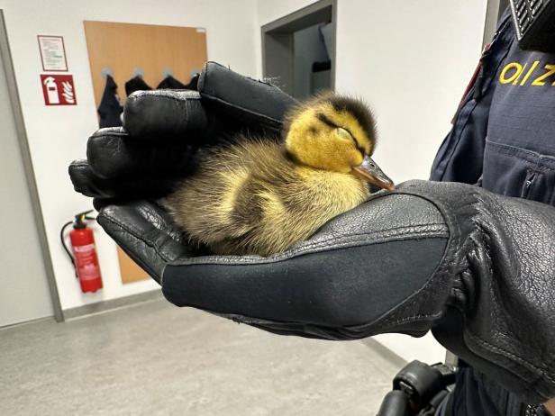 Ein Herz für Tiere: Polizisten in NÖ retteten Entenküken