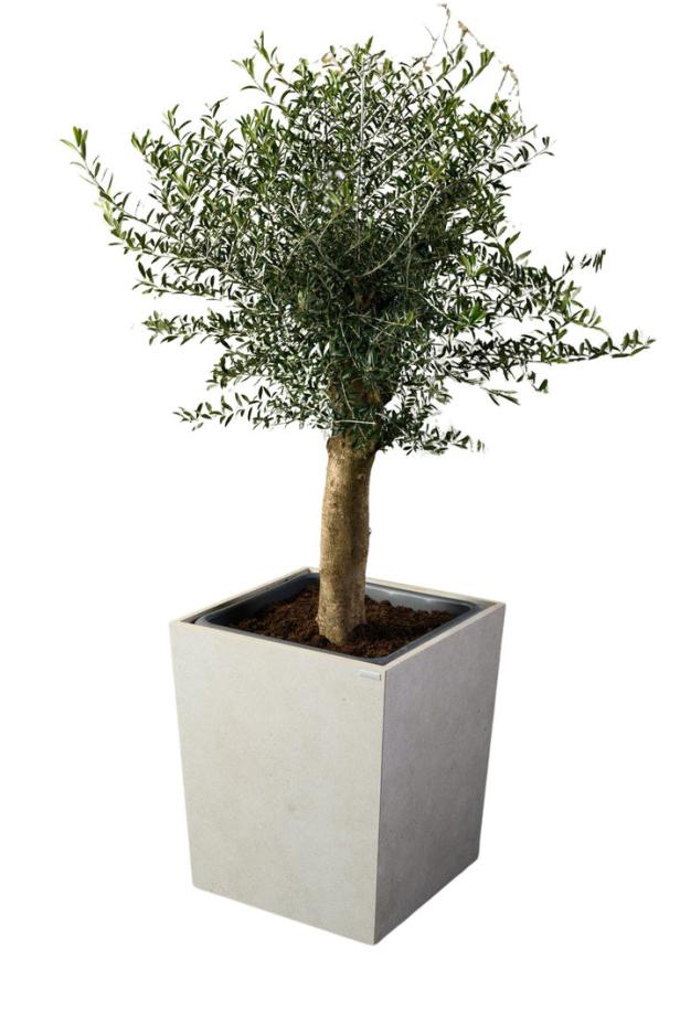 Ein Olivenbaum in einem quadratischen, hellgrauen Topf.