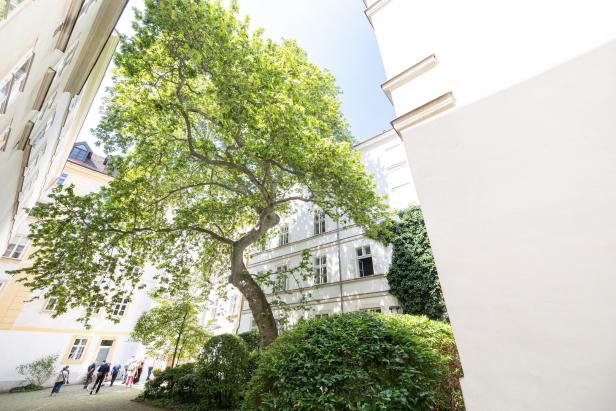 Ein Innenhof mit einem großen Baum und weißen Gebäuden im Hintergrund.