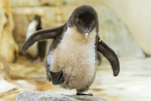 Zehn Pinguin-Küken im Tiergarten Schönbrunn geschlüpft