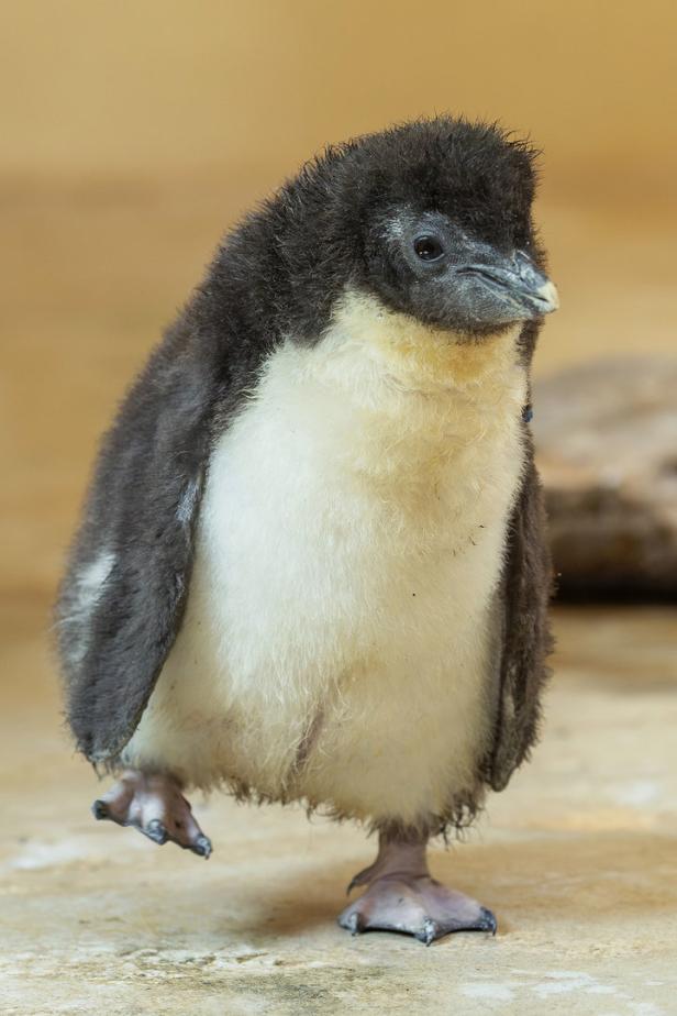 Zehn Pinguin-Küken im Tiergarten Schönbrunn geschlüpft