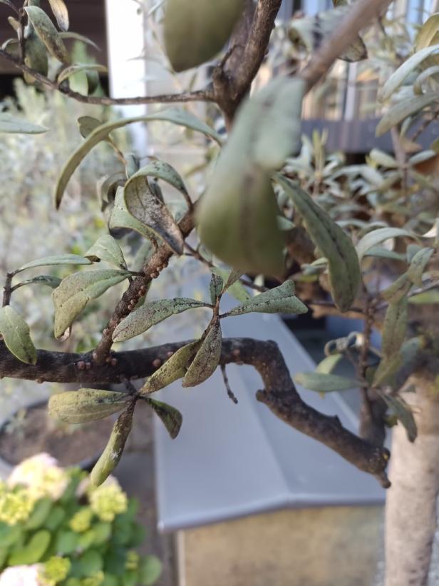 Gärtnertipp: Was tun, wenn der Olivenbaum Schildläuse hat?