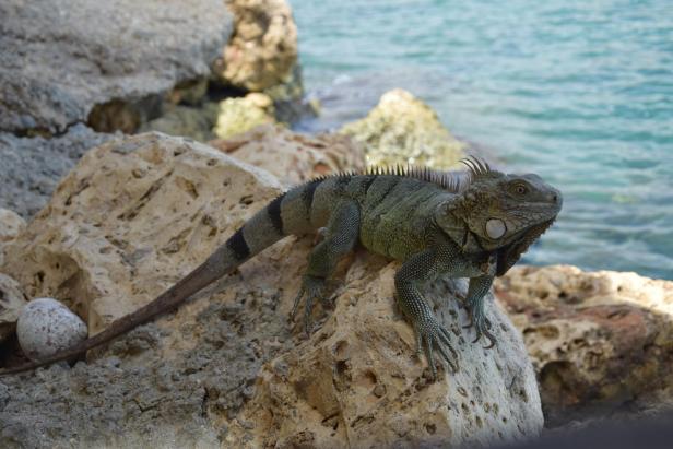 Karibik-Insel Bonaire: Vom Leguan, der in die Suppe kam
