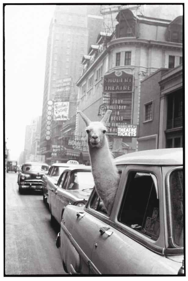 Inge Morath: Ein Lama am Times Square.