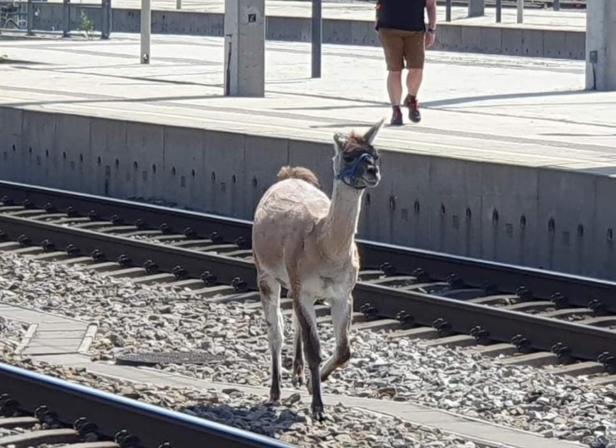 Lamas aus Zirkus ausgebüxt: Züge in Wien kurzzeitig blockiert