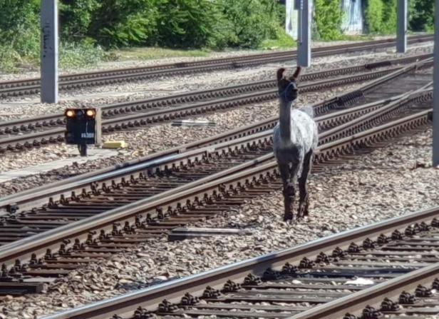 Lamas aus Zirkus ausgebüxt: Züge in Wien kurzzeitig blockiert