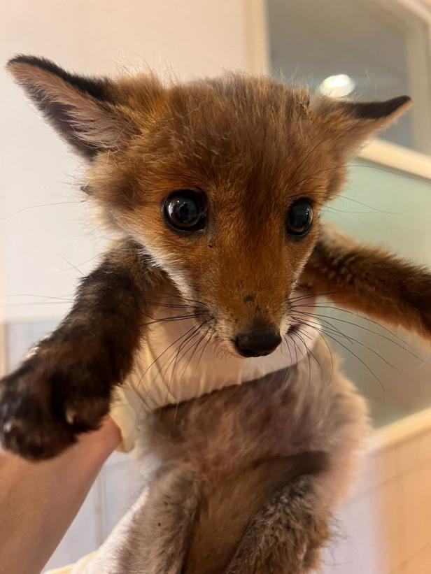 Babyfuchs im Bett gefunden: Nun wird ein Name gesucht