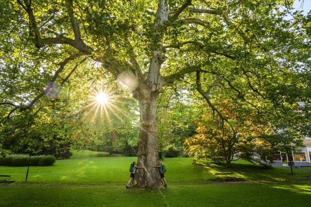 Zwei Personen umarmen einen großen Baum in einem Park, durch dessen Blätter die Sonne scheint.