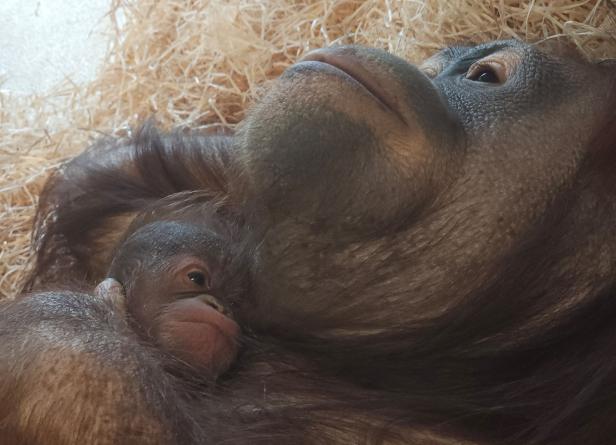 Bub oder Mädchen? Orang-Utan-Baby in Schönbrunn geboren