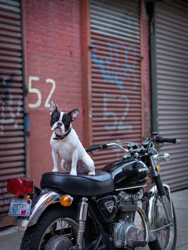 "New York City Dogs": Stadt der Streuner