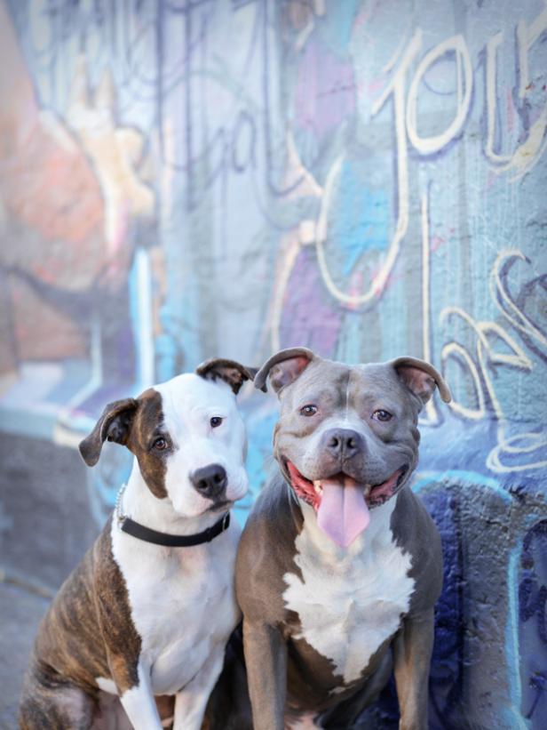 "New York City Dogs": Stadt der Streuner