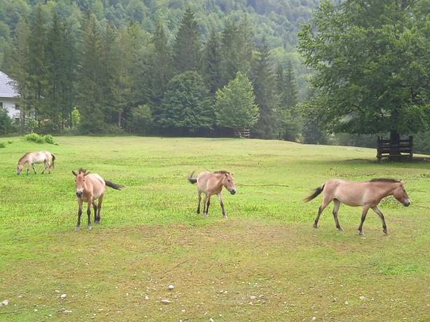 Mehrere Pferde grasen auf einer grünen Wiese vor einem Wald.