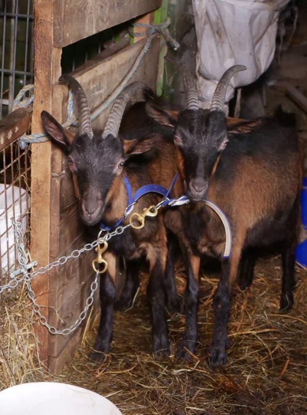 Tierquälerei: „Schreckliche Zustände“ in Bauernhof im Bezirk Krems