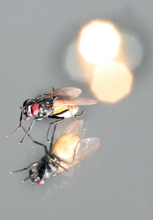 Zwei Fliegen sitzen auf einer glatten Oberfläche.