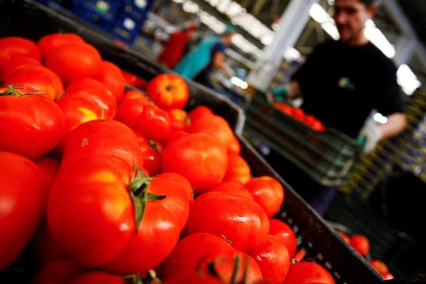 Tomaten im spanischen Supermarkt