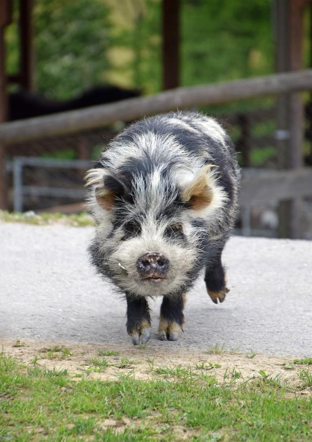 Pionierin zeigt,  wie Tiere jungen Menschen helfen