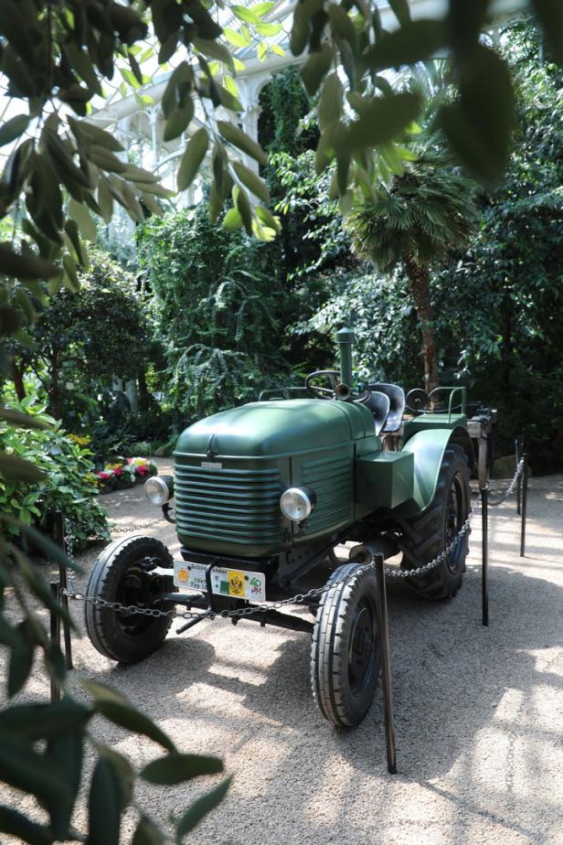 Im Großen Palmenhaus in Wien putzte schon die Marine die Fenster