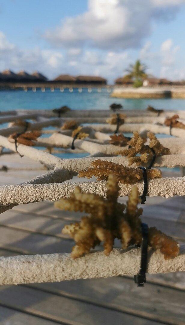 Korallenaufforstungspramm auf den Malediven