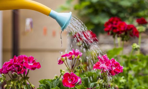 Trotz Hitze und Gelsen: So wohnen Sie entspannt im Sommer