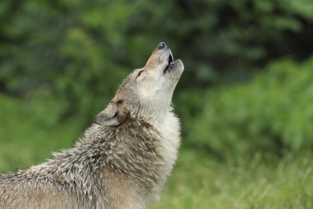 Howling gray wolf Howling gray wolf