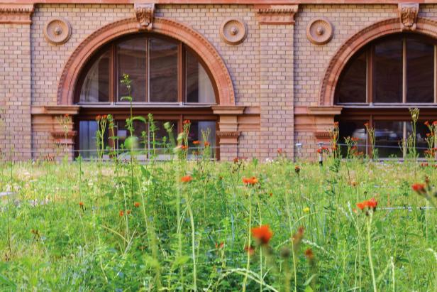 Photovoltaik am Burgtheaterdach, Blumen am Audi-Max-Dach