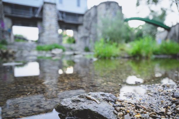 Tote Fische in Mauerbach: Reinigungsmittel als Ursache