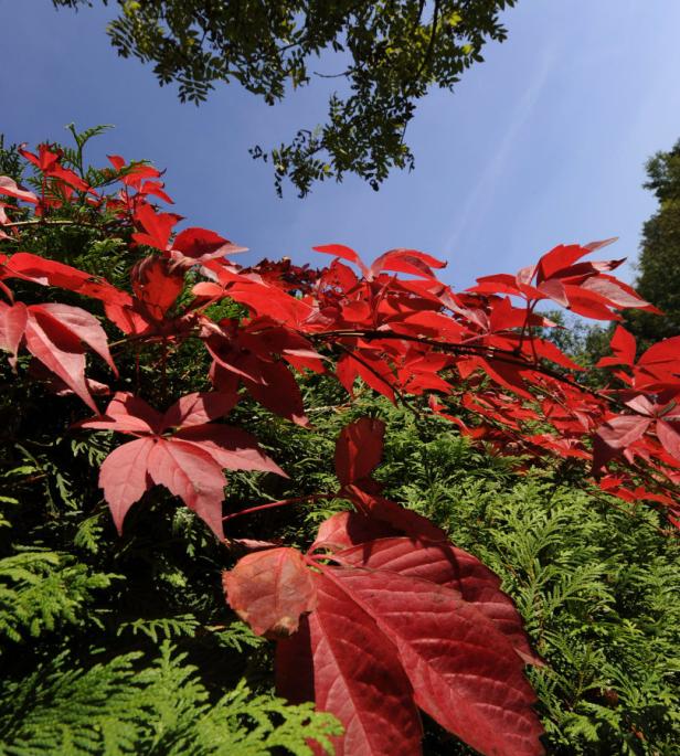 Rot gefärbte Blätter einer Kletterpflanze vor einem grünen Hintergrund und blauem Himmel.