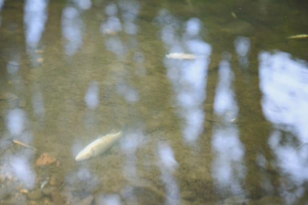 Tote Fische in Mauerbach: Reinigungsmittel als Ursache