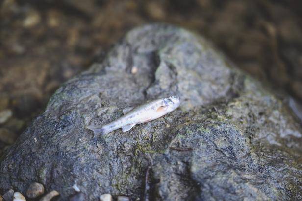 Tote Fische in Mauerbach: Reinigungsmittel als Ursache