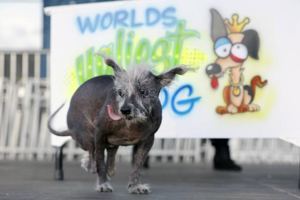 Frisch gekürt: Das ist der hässlichste Hund der Welt