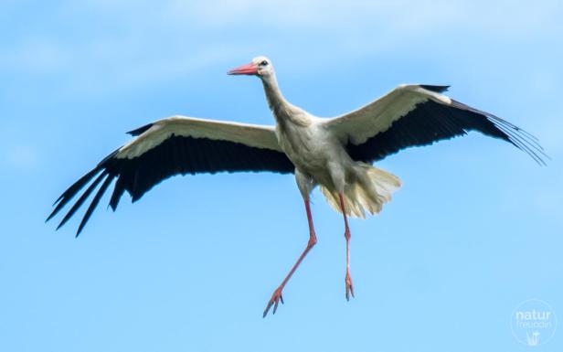 Weißstorch in Marchegg