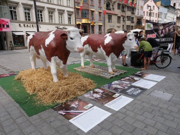 Tierschützer protestierten in Innsbruck gegen Vollspaltenböden bei Rindern