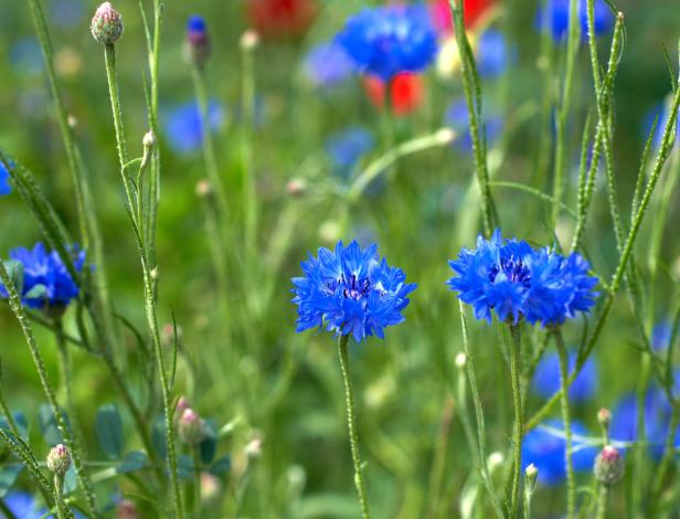 Nahaufnahme von blauen Kornblumen in einem Feld.